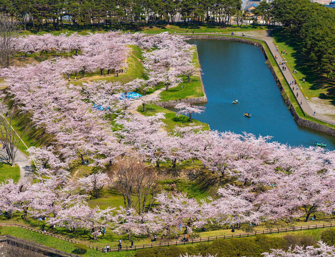 Noah Jigsaw Puzzle Goryokaku Park in spring cherry blossom season (April, May), aerial view of star fort in the sun. Visitors enjoy the beautiful blossoms of sakura in Hakdat town, Hokkaido, Japan 1000 pieces