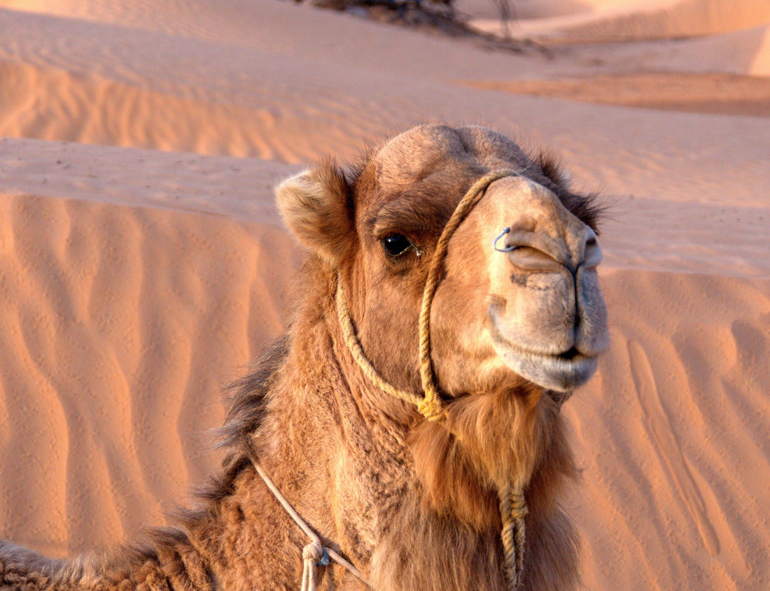 Noah Jigsaw Puzzle Close-up of a camel in the Sahara, outside Douz, Tunisia 1000 pieces