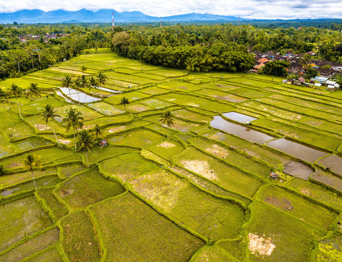 Noah Jigsaw Puzzle Desa Mancingan rice field in Gianyar Regency, Bali, Indonesia 1000 pieces