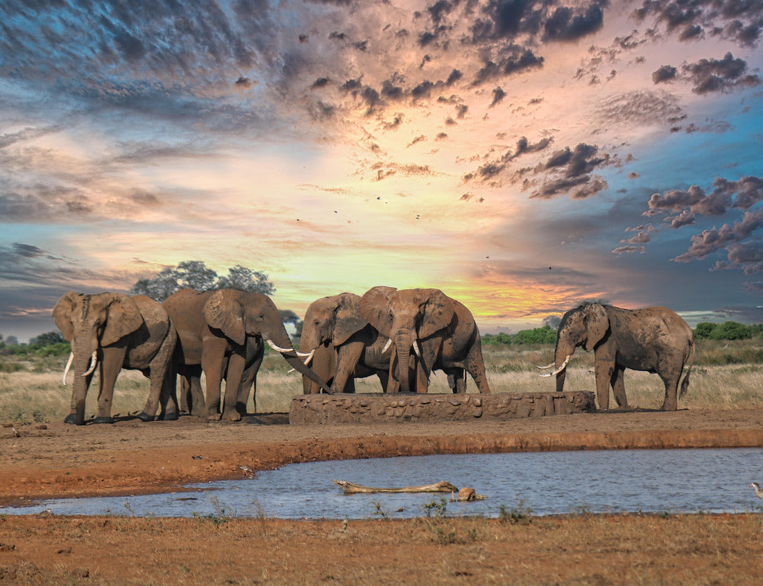 Noah Jigsaw Puzzle Elephants in Kenya Tanzania safari 1000 pieces