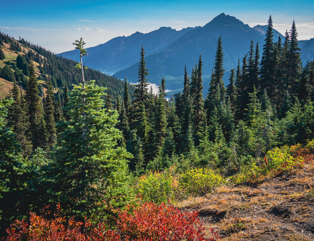 Noah Jigsaw Puzzle Morning hike viewing mountains and colorful forest along Hurricane Hill Trail | Hurricane Ridge, Olympic National Park, Washington, USA 1000 pieces