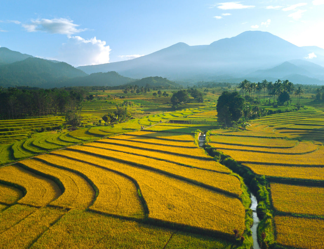Noah Jigsaw Puzzle Beautiful morning view of Indonesia. Panorama landscape paddy fields with beautiful colors and sky, natural light 1000 pieces