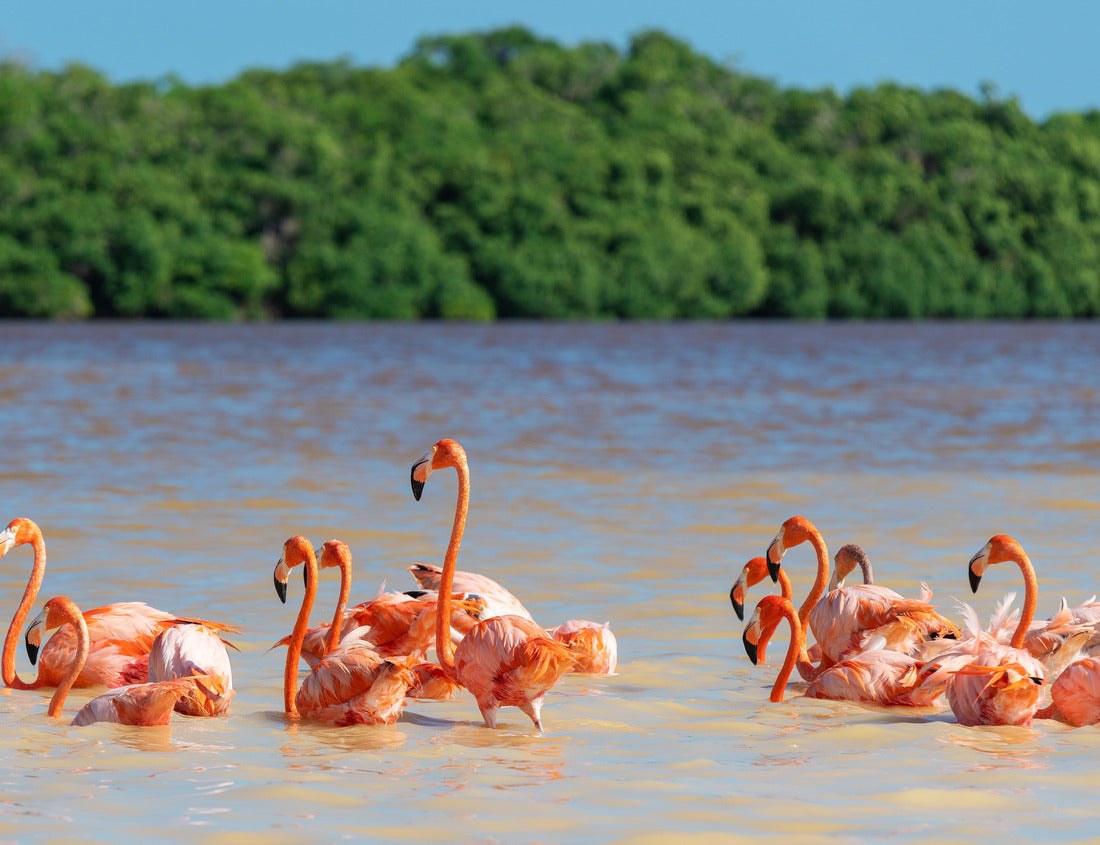 Noah Jigsaw Puzzle American flamingo (Phoenicopterus ruber), Ria Celestun Biosphere Reserve, Yucatan, Mexico 1000 pieces