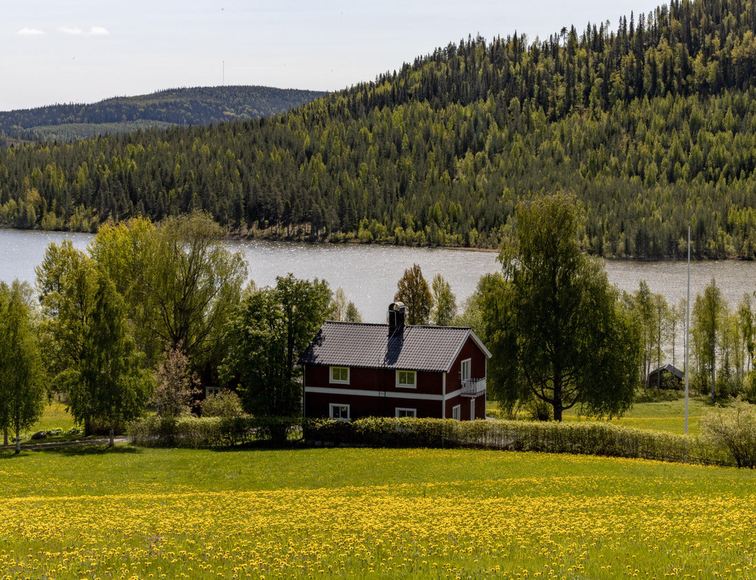 Noah Jigsaw Puzzle Norsjö, Sweden A picturesque view of a lake, a barn, a mountain and a field of yellow dandelions in summer 1000 pieces