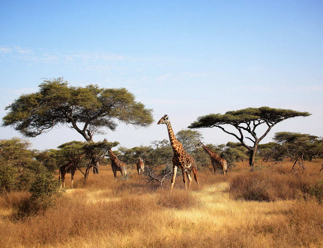 Noah Jigsaw Puzzle Maasai Giraffe (Giraffa tippelskirchi) and Umbrella Tree in Serengeti National Park, Tanzania, East Africa 1000 pieces