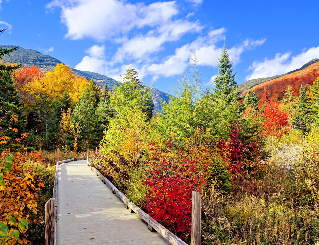 Noah Jigsaw Puzzle Beautiful autumn colors along a boardwalk trail in the countryside of Vermont, USA 1000 pieces