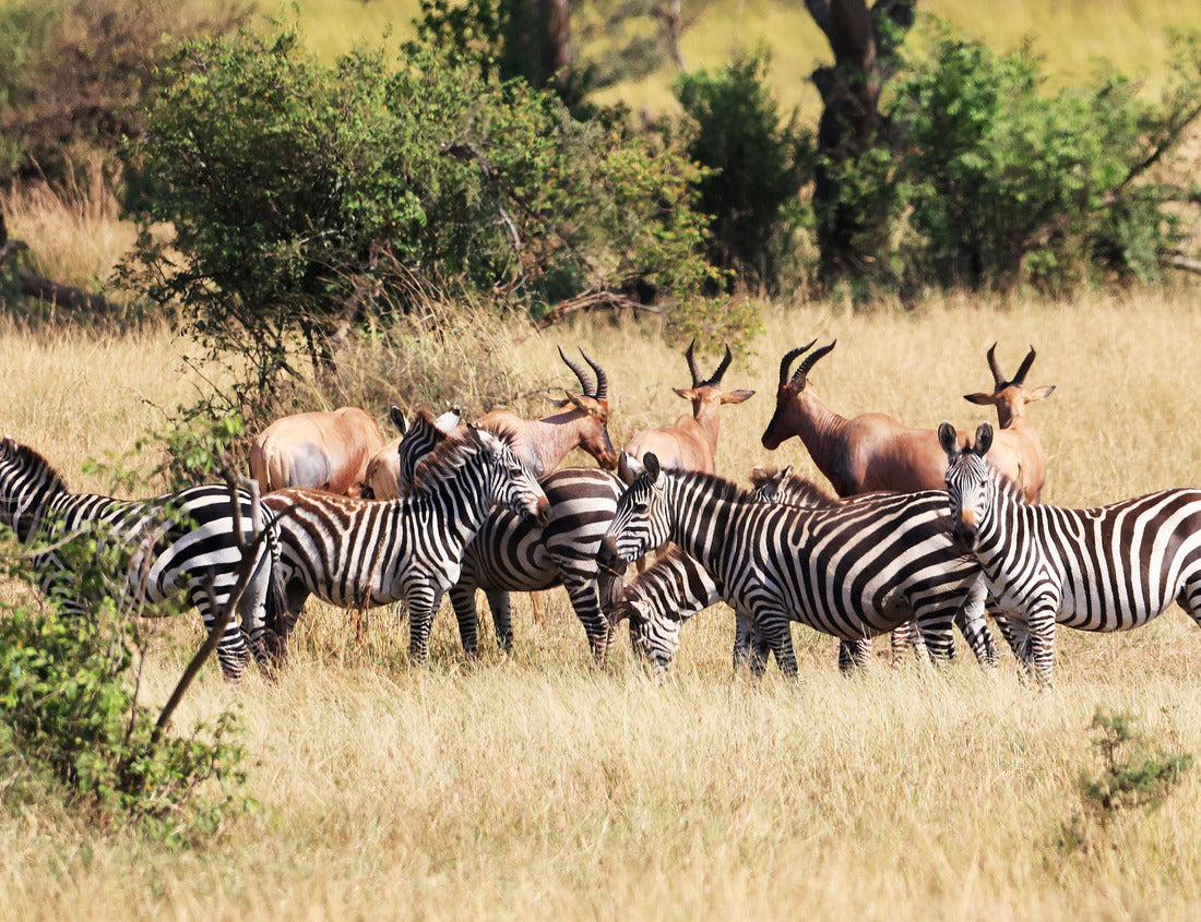 Noah Jigsaw Puzzle Burchell's Zebras in Ikoma, near Serengeti National Park, Tanzania, East Africa 1000 pieces