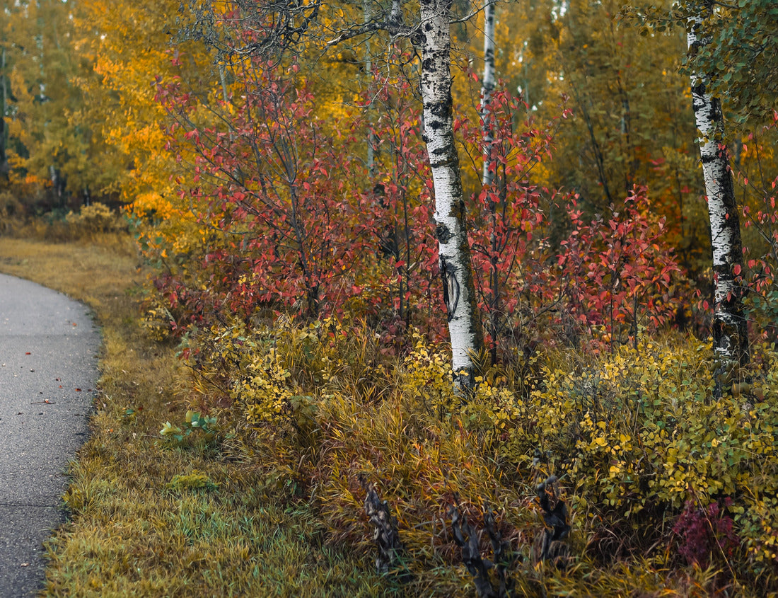 Noah Jigsaw Puzzle Beautiful fall forest with fall leaf color along the Trans Canada Trail in Alberta, Canada 1000 pieces