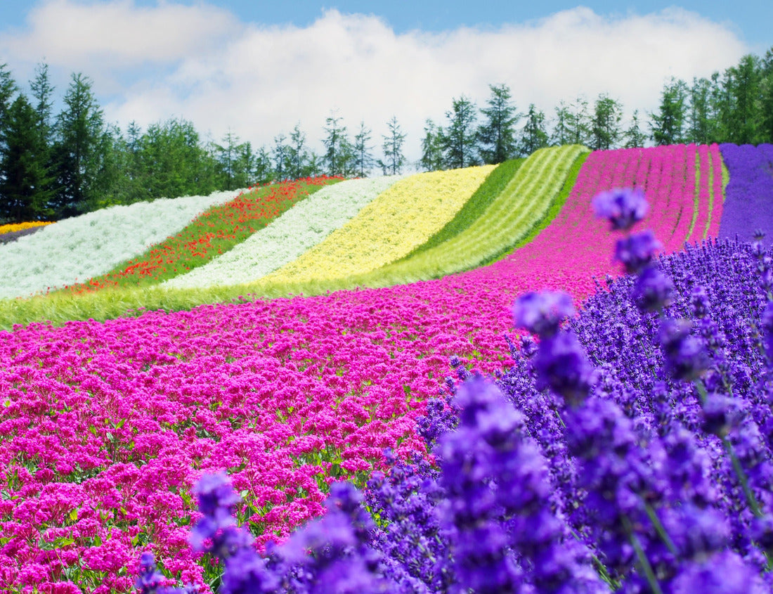 Noah Jigsaw Puzzle Landscape of the rainbow flower field (during the full bloom of Larvender) at Tomita Farm, Furano City, Hokkaido Prefecture, Japan 1000 pieces