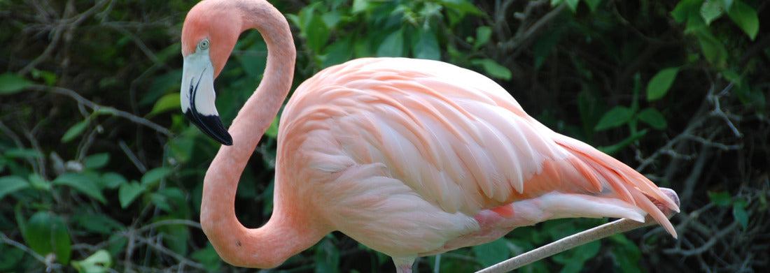 Noah Jigsaw Puzzle Kuwait Tower City skyline lights up at night Panorama 1000 Pieces