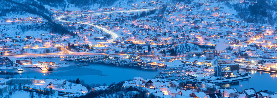 Noah Jigsaw Puzzle A cute British Shorthair cat looks hungrily into the camera with its big yellow eyes Panorama 1000 Pieces