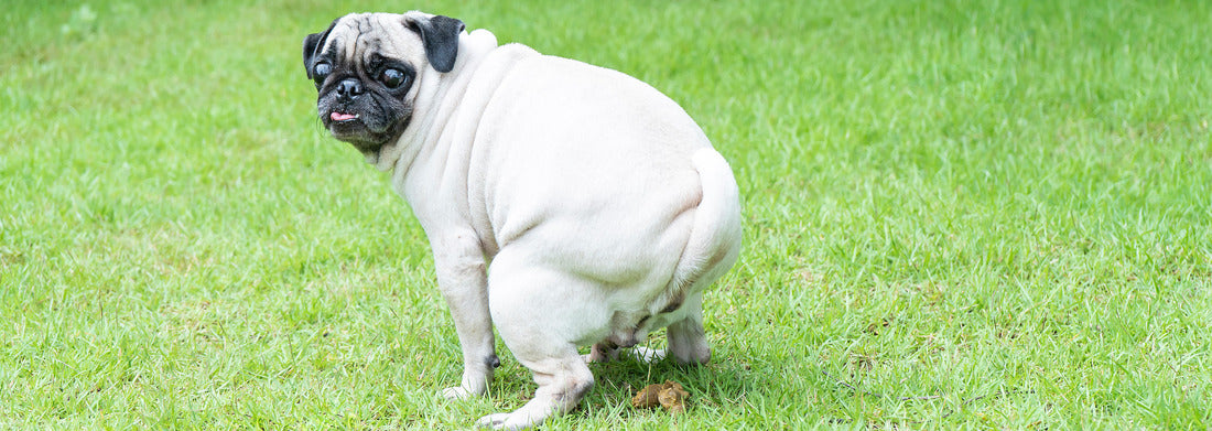 Noah Jigsaw Puzzle Dartlo Tusheti Georgia Panorama 1000 Pieces