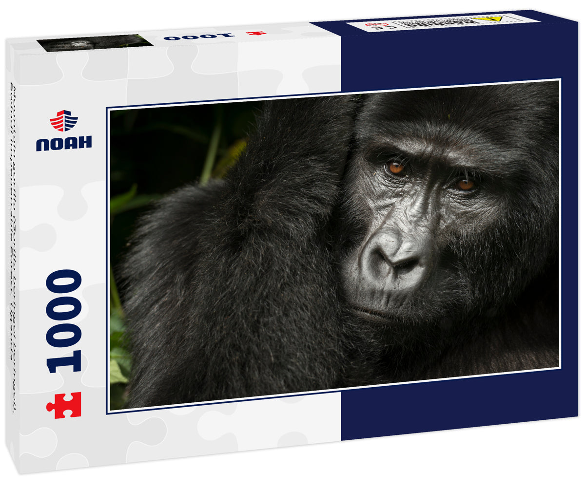 Mountain gorilla (Gorilla beringei beringei). Bwindi Impenetrable Forest. Uganda