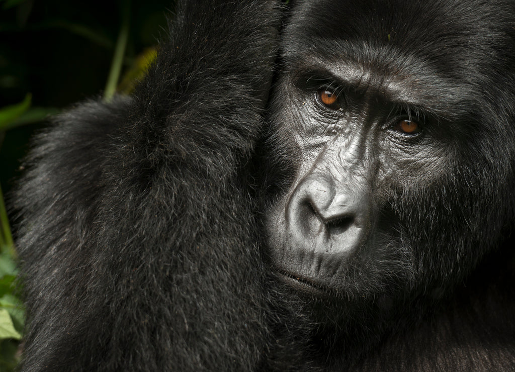 Mountain gorilla (Gorilla beringei beringei). Bwindi Impenetrable Forest. Uganda