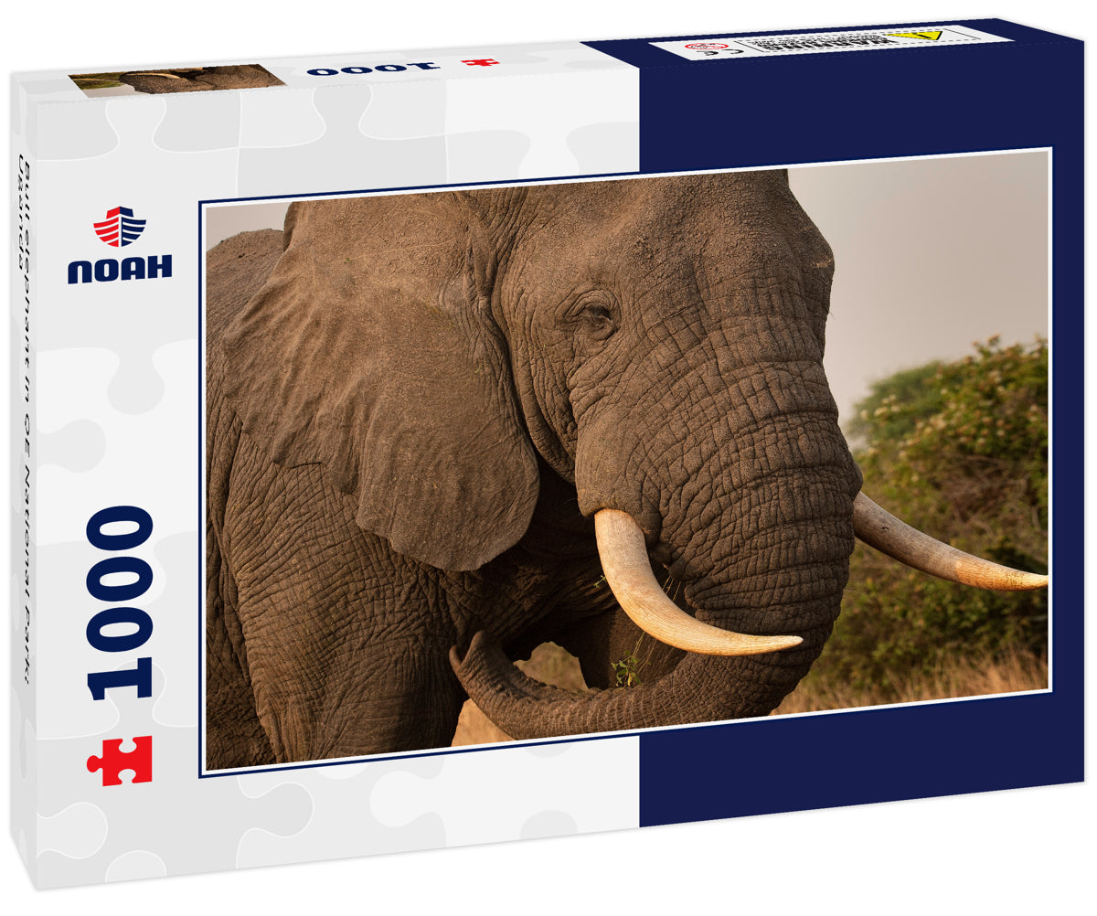 Bull elephant in QE National Park; Uganda