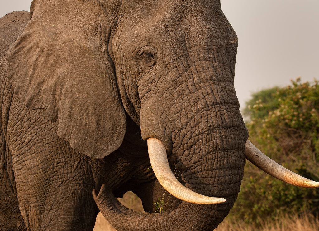 Bull elephant in QE National Park; Uganda