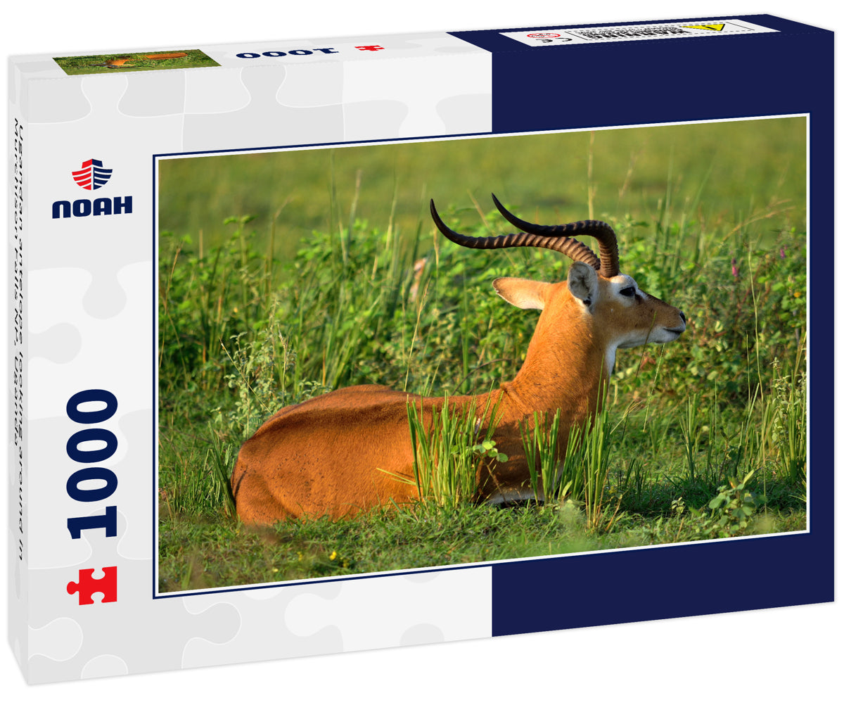 Ugandan antelope looking around in Murchison Falls NP, Uganda