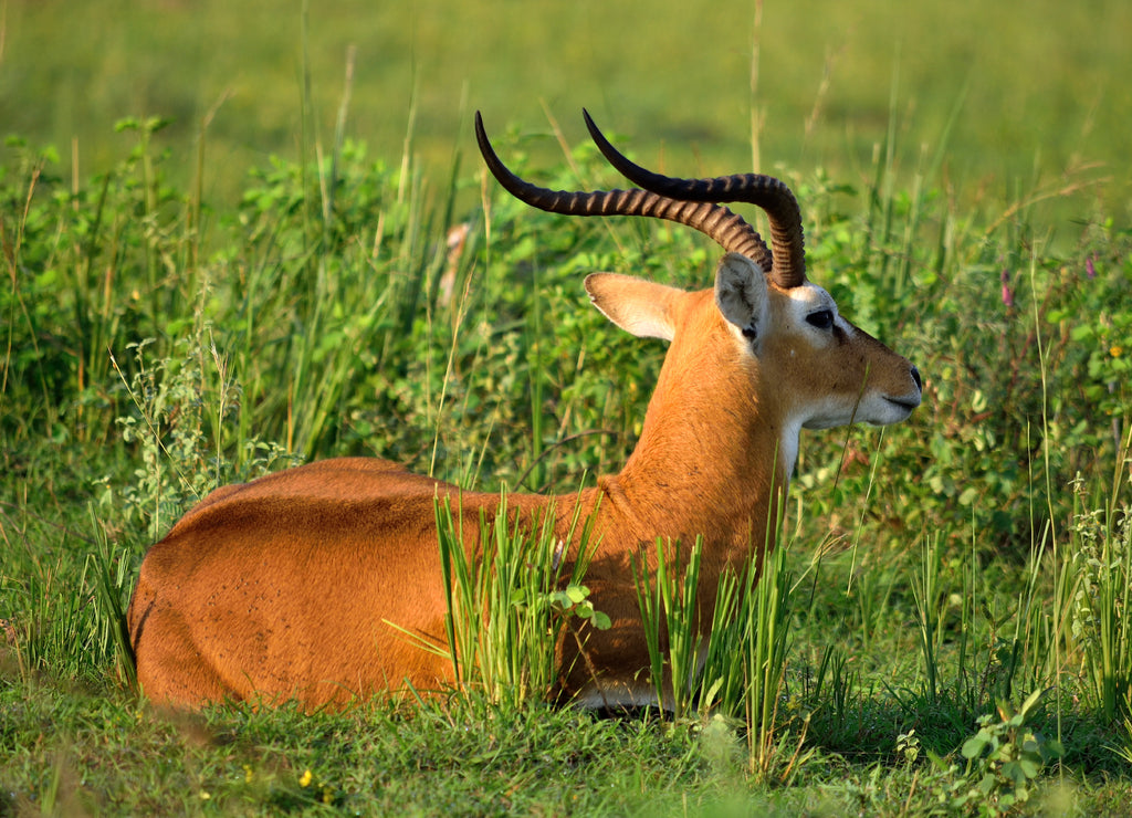 Ugandan antelope looking around in Murchison Falls NP, Uganda