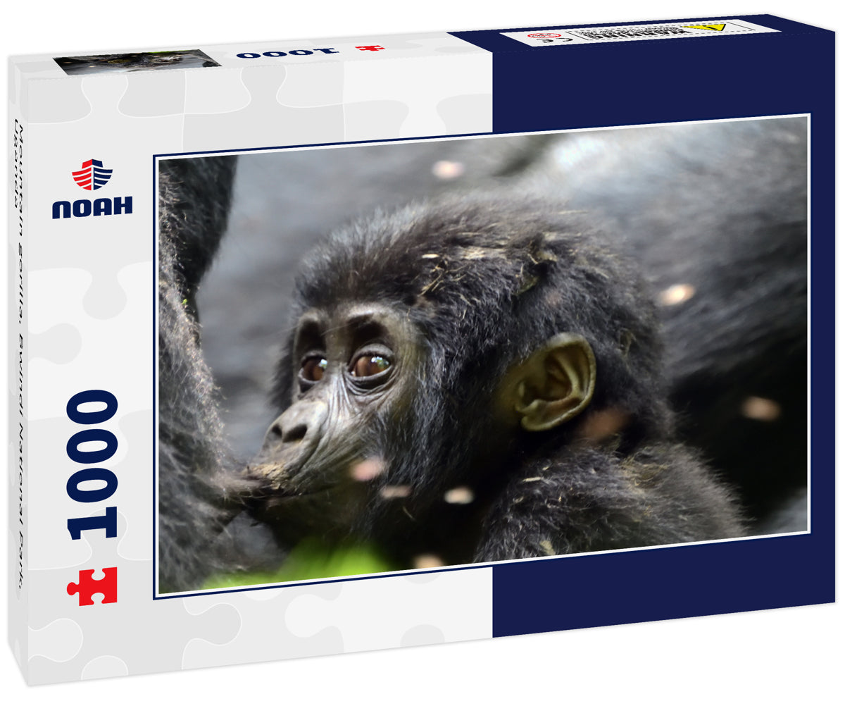 Mountain gorilla, Bwindi National Park, Uganda