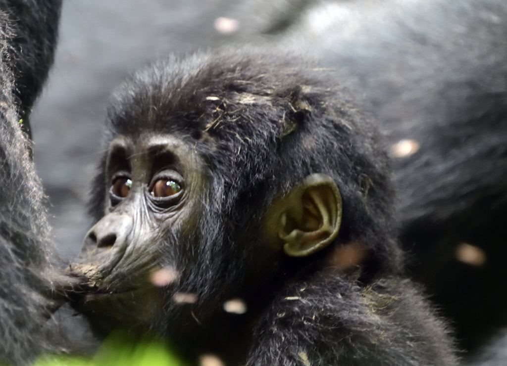 Mountain gorilla, Bwindi National Park, Uganda