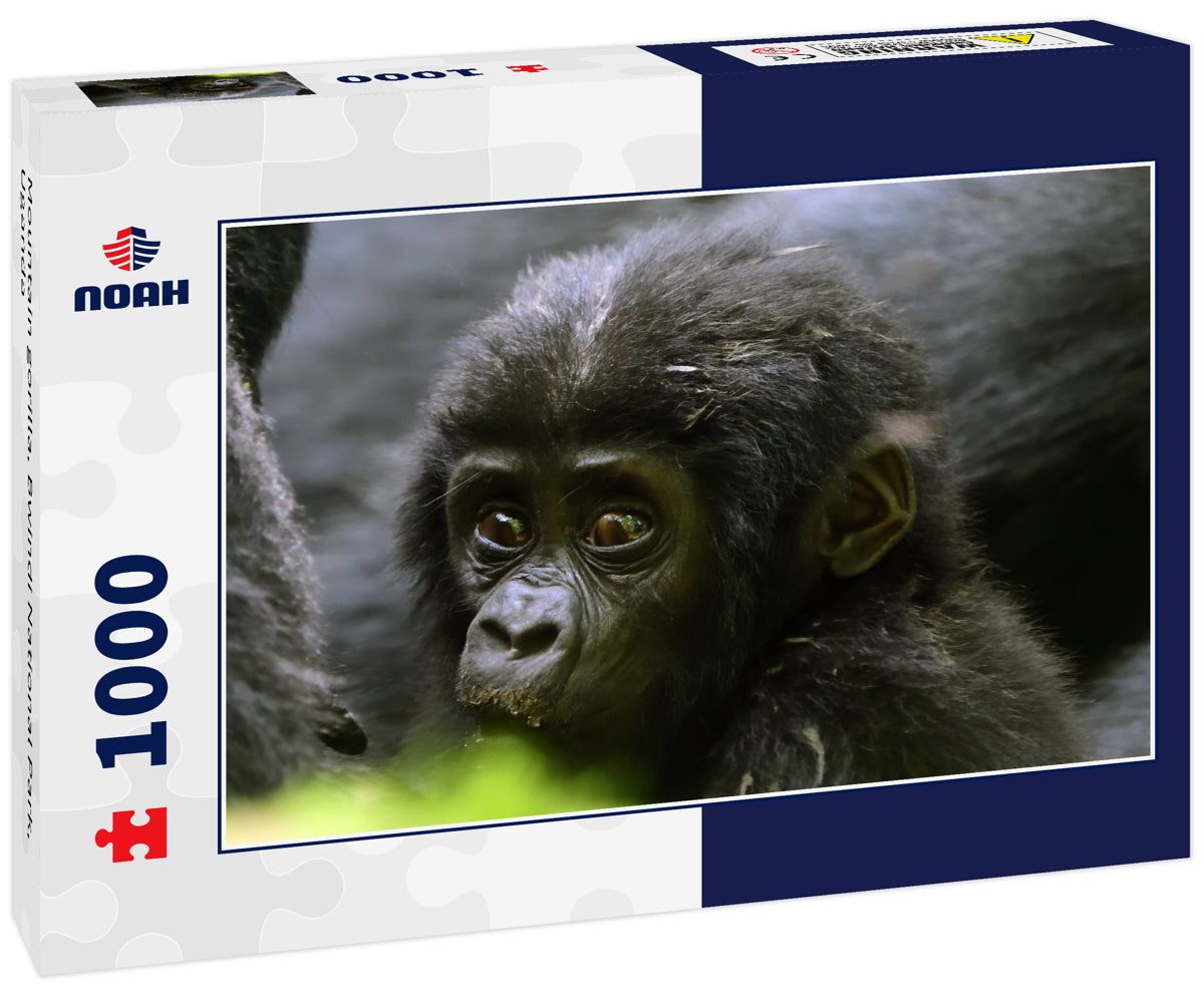 Mountain gorilla, Bwindi National Park, Uganda