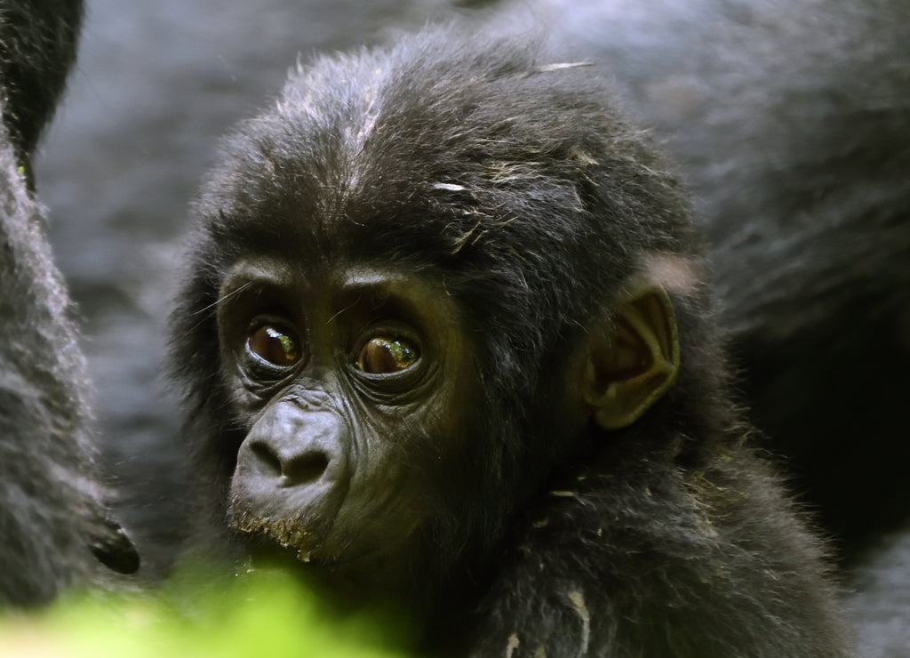 Mountain gorilla, Bwindi National Park, Uganda