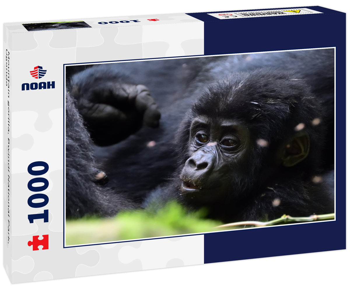 Mountain gorilla, Bwindi National Park, Uganda