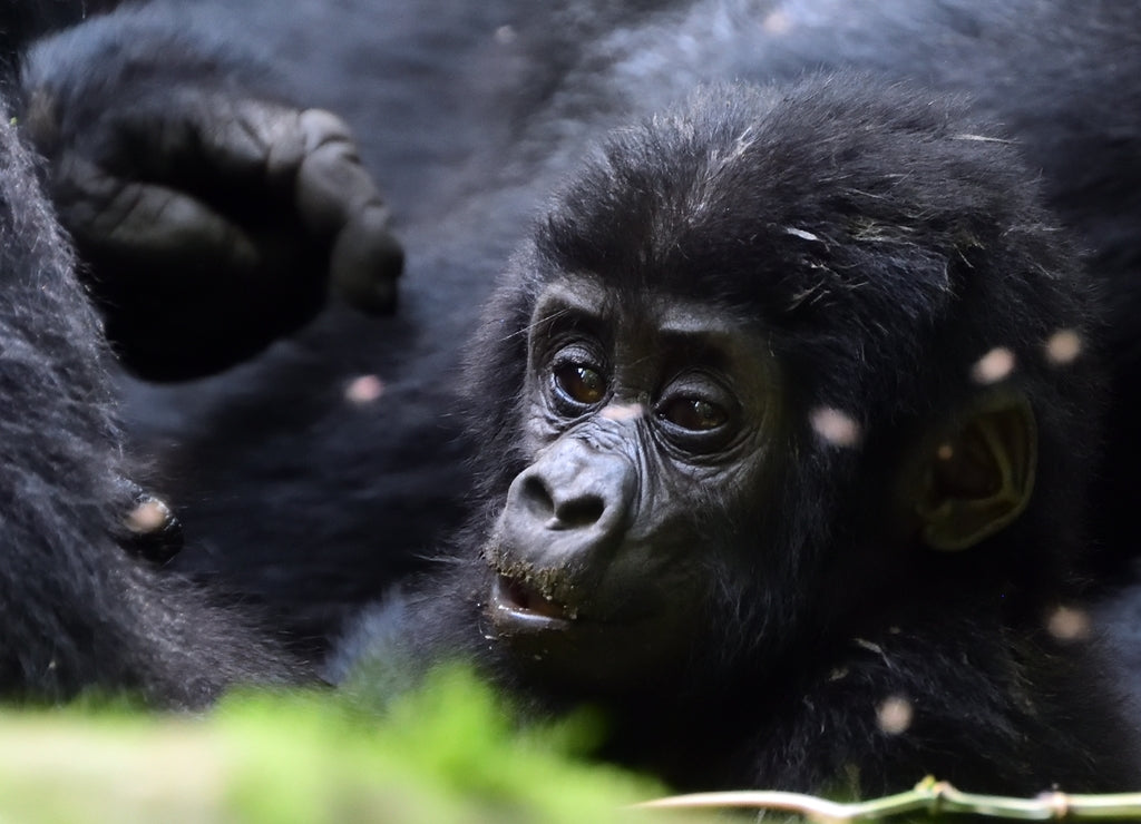 Mountain gorilla, Bwindi National Park, Uganda