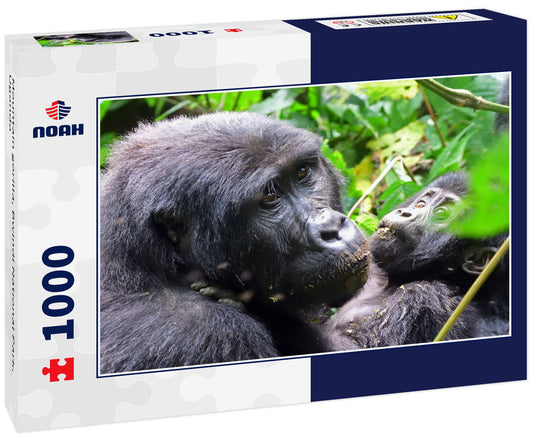 Mountain gorilla, Bwindi National Park, Uganda