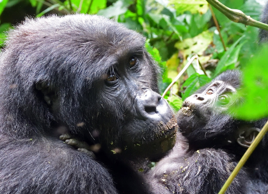 Mountain gorilla, Bwindi National Park, Uganda