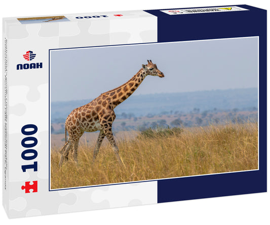 Rothschild's giraffe ( Giraffa camelopardalis rothschildi), Murchison Falls National Park, Uganda