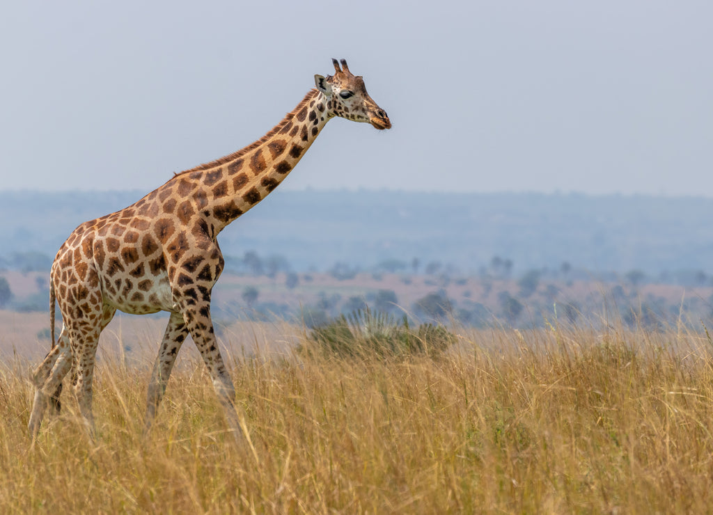 Rothschild's giraffe ( Giraffa camelopardalis rothschildi), Murchison Falls National Park, Uganda