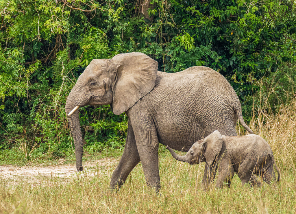 A female elephant with her baby ( Loxodonta Africana) walking, Murchison Falls National Park, Uganda