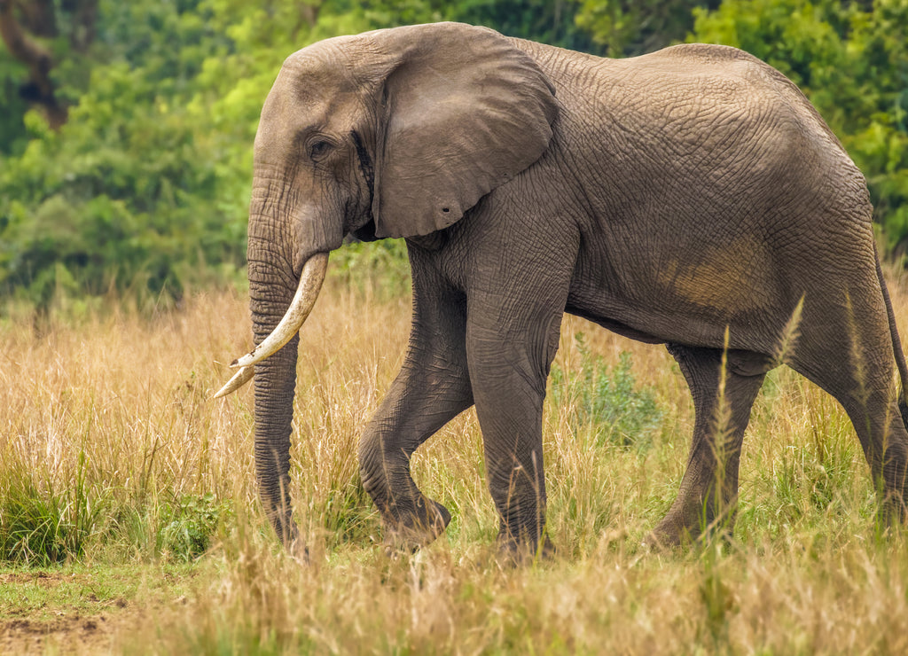 A big male elephant ( Loxodonta Africana) walking towards the riverbank of the Nile, Murchison Falls National Park, Uganda