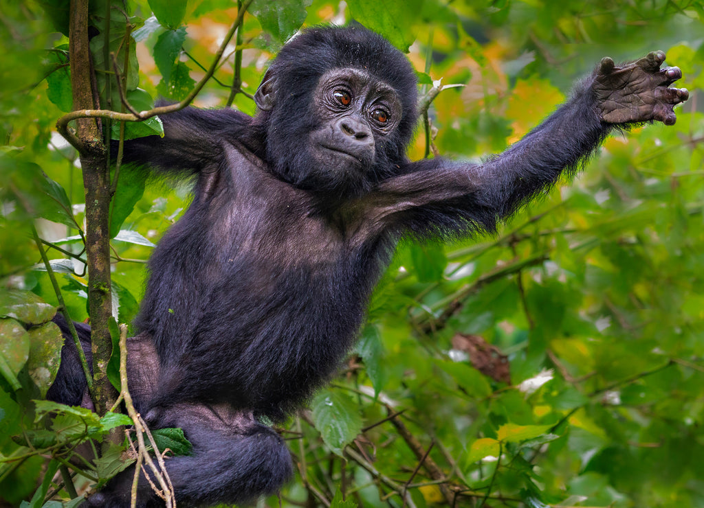 Young mountain gorilla, Bwindi, Uganda