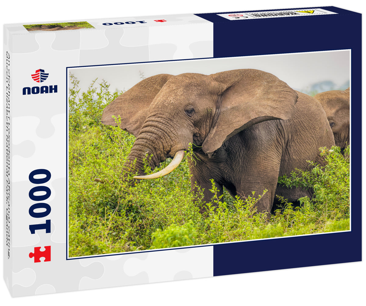 An elephant ( Loxodonta Africana) eating, Queen Elizabeth National Park, Uganda