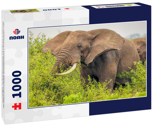 An elephant ( Loxodonta Africana) eating, Queen Elizabeth National Park, Uganda
