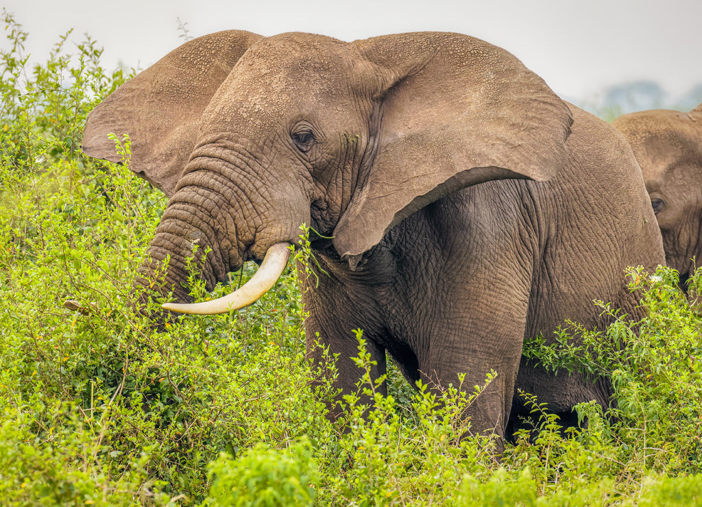 An elephant ( Loxodonta Africana) eating, Queen Elizabeth National Park, Uganda