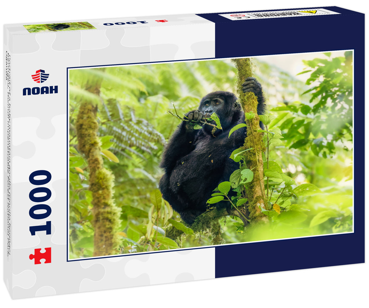 Portrait of a baby mountain gorilla (Gorilla beringei beringei), Bwindi Impenetrable Forest National Park, Uganda