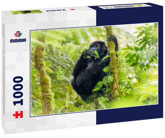 Portrait of a baby mountain gorilla (Gorilla beringei beringei), Bwindi Impenetrable Forest National Park, Uganda