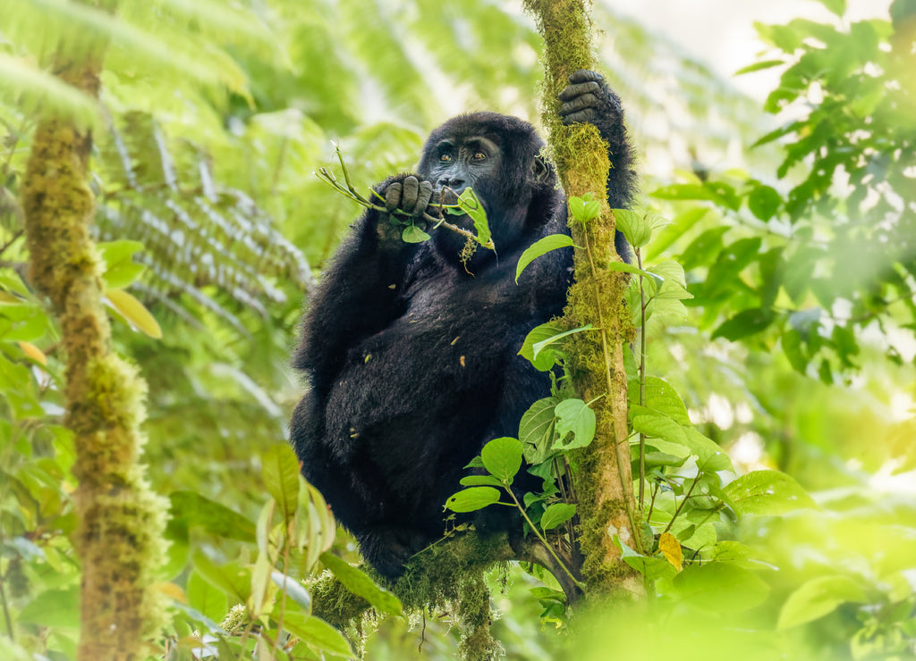 Portrait of a baby mountain gorilla (Gorilla beringei beringei), Bwindi Impenetrable Forest National Park, Uganda