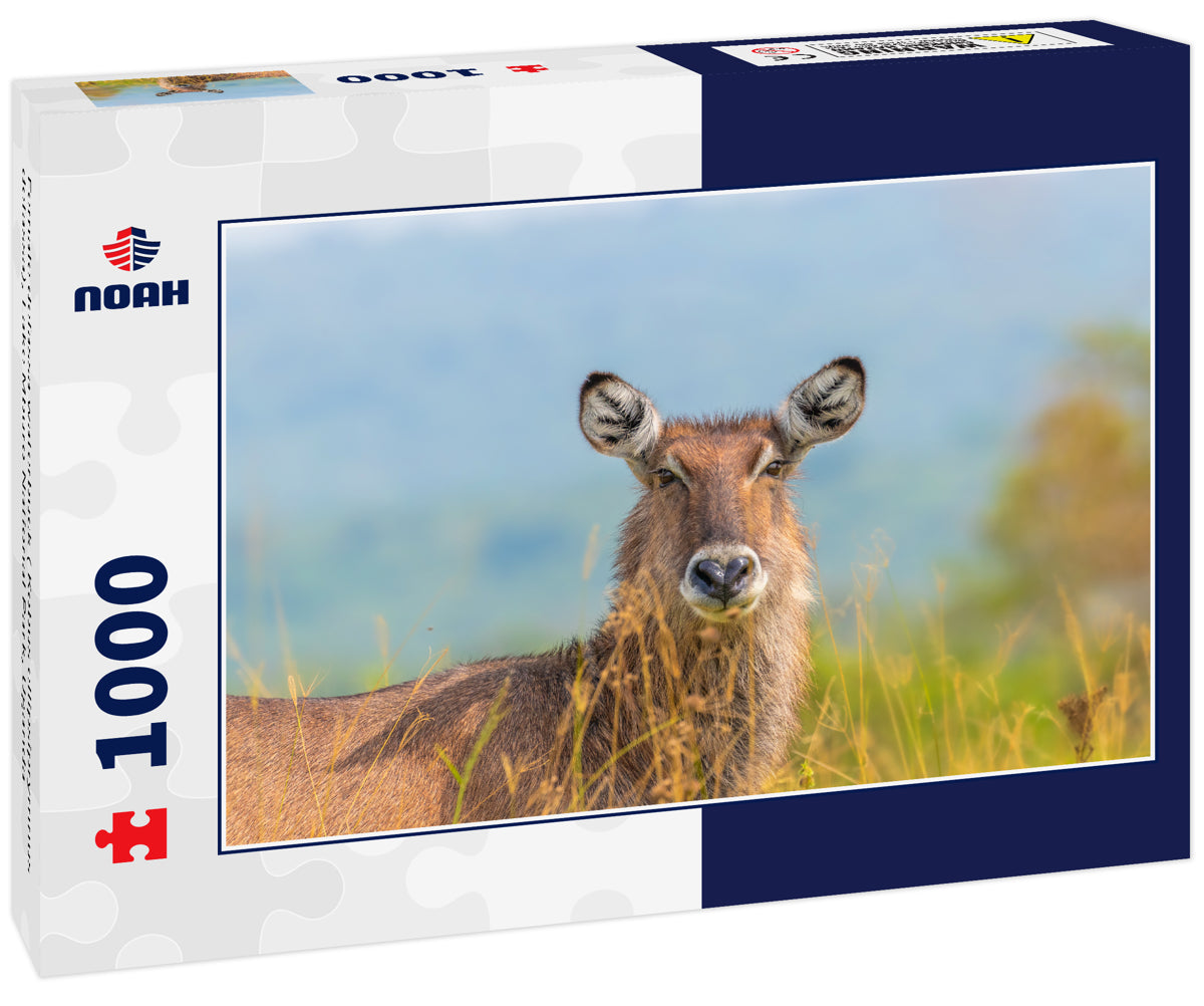 Female defassa waterbuck ( Kobus ellipsiprymnus defassa), Lake Mburo National Park, Uganda