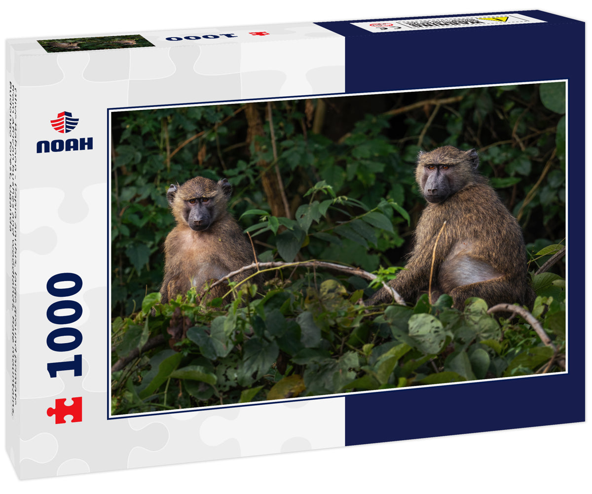 Olive Baboon - Papio anubis, large ground primate from African bushes and woodlands, Bale mountains, Budongo forest, Uganda