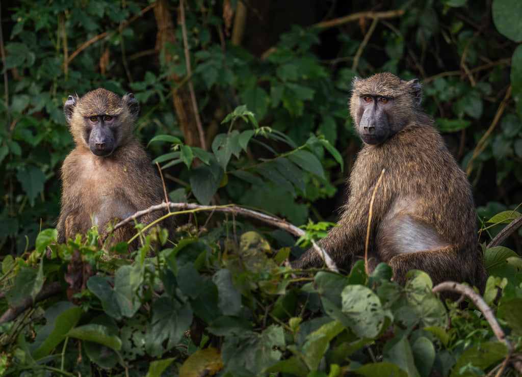 Olive Baboon - Papio anubis, large ground primate from African bushes and woodlands, Bale mountains, Budongo forest, Uganda