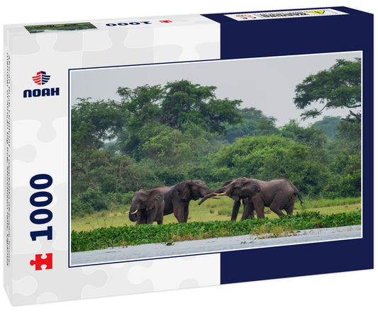 African Bush Elephant - Loxodonta africana, iconic member of African big five, Murchison falls, Uganda