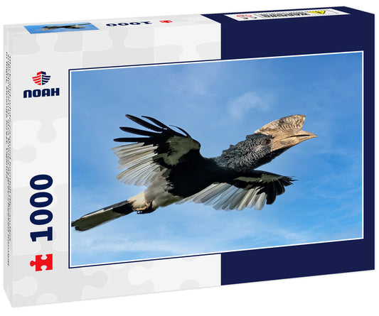 Black-and-white-casqued hornbill (Bycanistes subcylindricus), also known as grey-cheeked hornbill in flight, Mpanga forest, Uganda