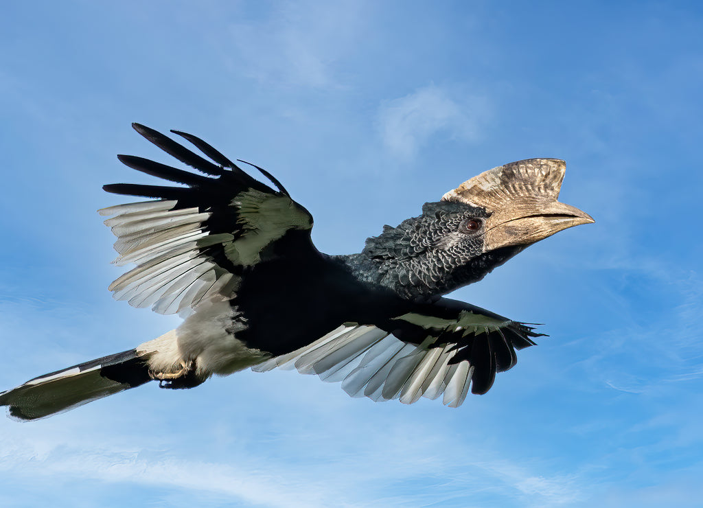 Black-and-white-casqued hornbill (Bycanistes subcylindricus), also known as grey-cheeked hornbill in flight, Mpanga forest, Uganda