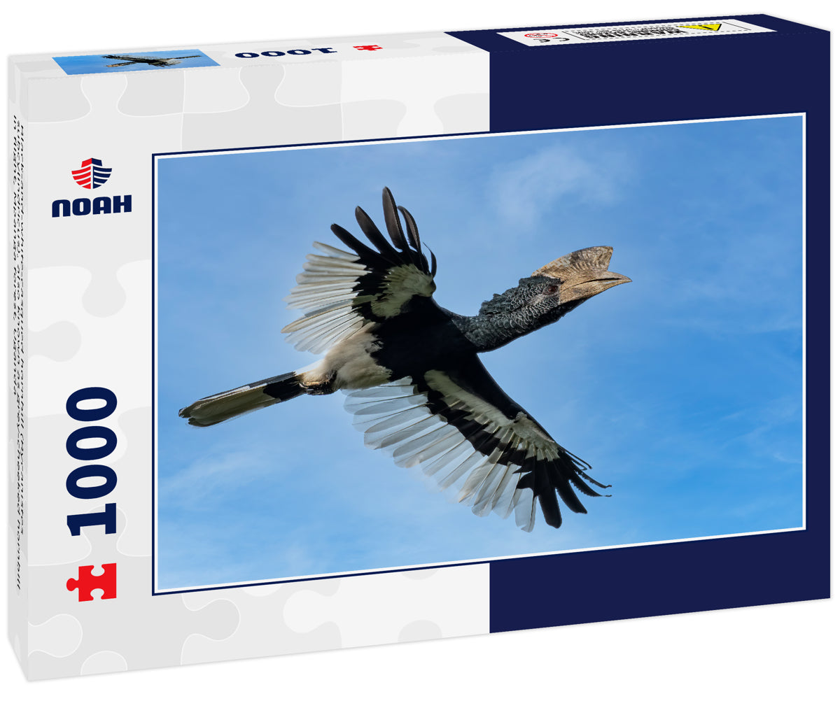 Black-and-white-casqued hornbill (Bycanistes subcylindricus), also known as grey-cheeked hornbill in flight, Mpanga forest, Uganda