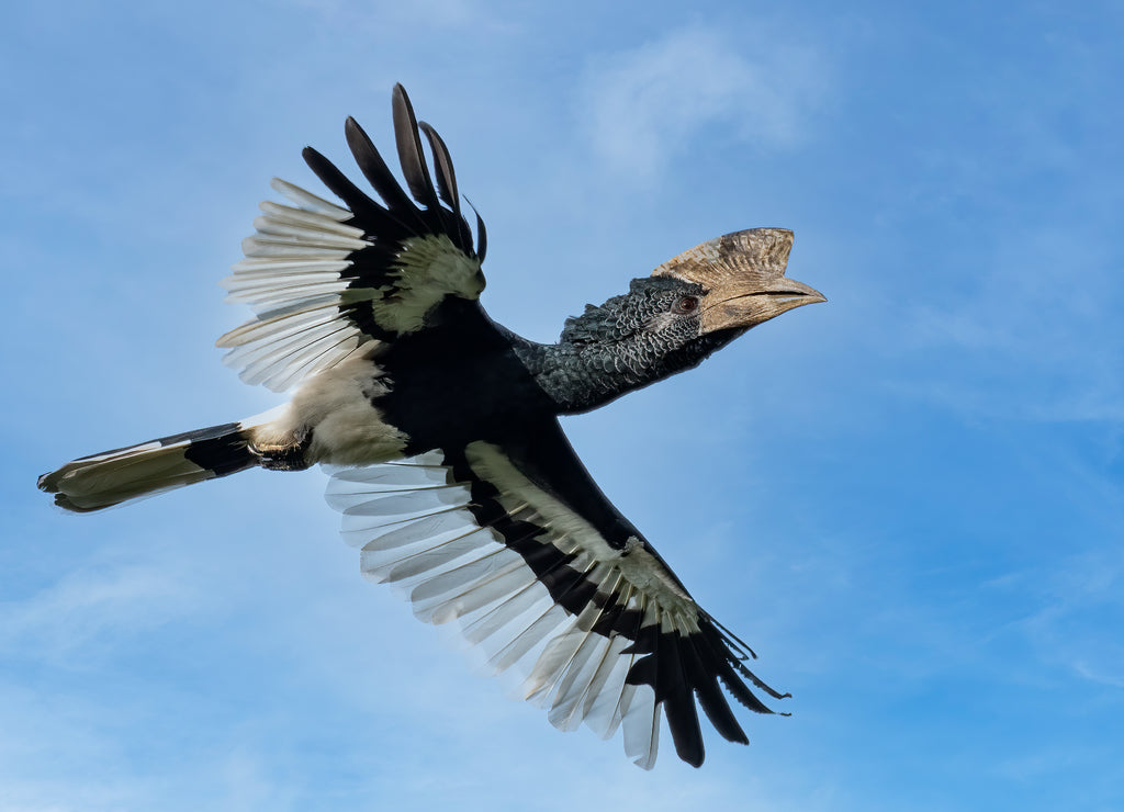 Black-and-white-casqued hornbill (Bycanistes subcylindricus), also known as grey-cheeked hornbill in flight, Mpanga forest, Uganda