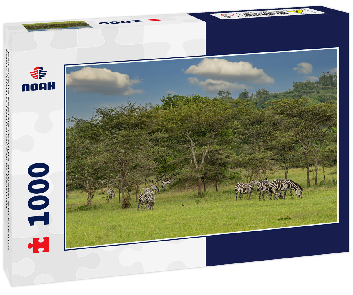 Burchells zebras (Equus quagga burchellii), Lake Mburo National Park, Uganda